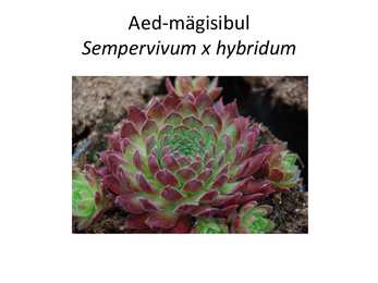 PÜSILILLED #6