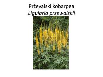 PÜSILILLED #82