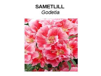 SUVELILLED #18