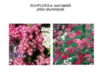 SUVELILLED #4