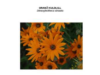 SUVELILLED #46