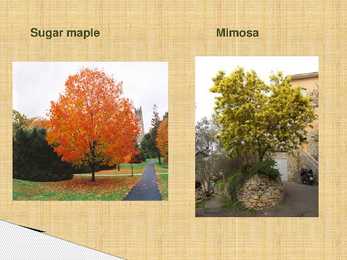 Urban Forestry #11
