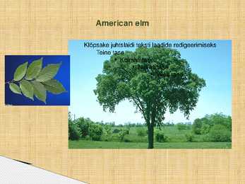 Urban Forestry #10