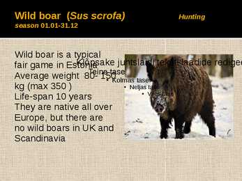 Hunting in Estonia #12
