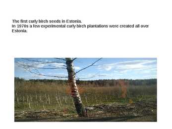 Curly Birch in Estonia #8