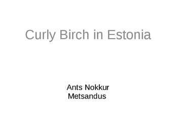 Curly Birch in Estonia