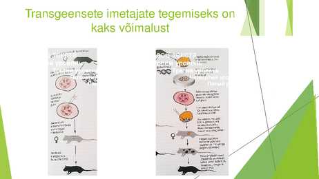 Geenitehnoloogia rakendamine taimedel ja loomadel-Sellega kaasnevad riskid #17