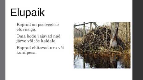 Kobras ehk piiber #4