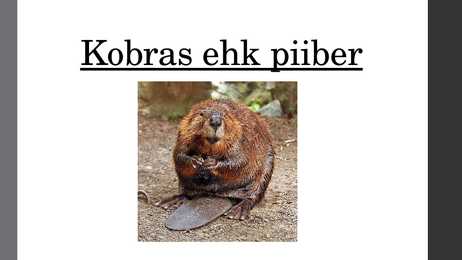 Kobras ehk piiber