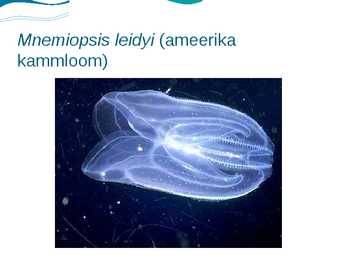 Läänemeri #11