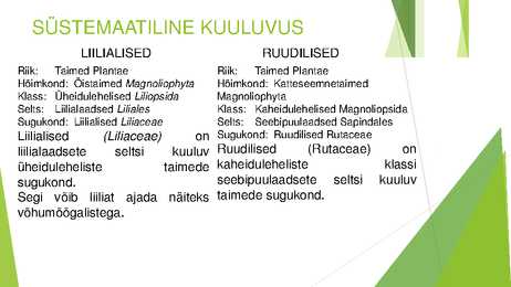 Liilialised ja ruudilised #2