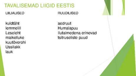 Liilialised ja ruudilised #11