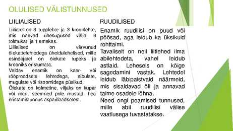 Liilialised ja ruudilised #4
