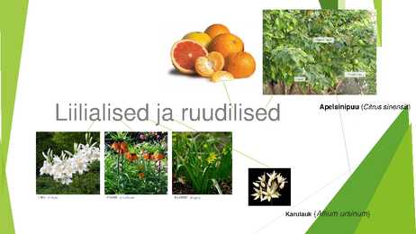 Liilialised ja ruudilised