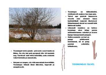 Toomingas #4