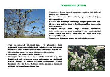 Toomingas