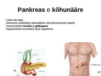Sisenõrenäärmed #11