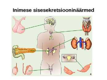 Sisenõrenäärmed #5