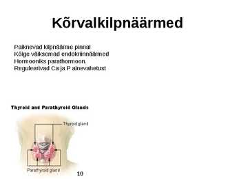 Sisenõrenäärmed #10