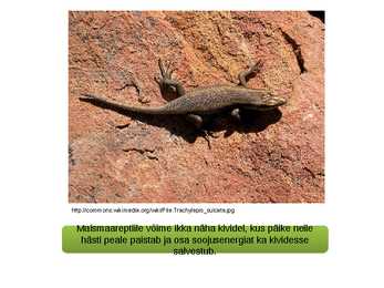 Kõigusoojasus ja püsisoojasus-raskete aegade üleelamine #15