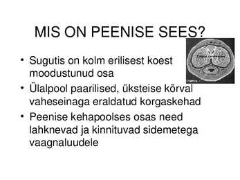 MEHE SUGUELUNDITE EHITUS JA TALITLUS #13