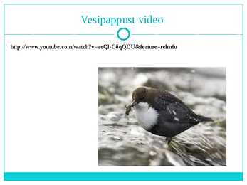 Jäälind ja Vesipapp #8