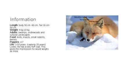 Animals in Estonian forest #3