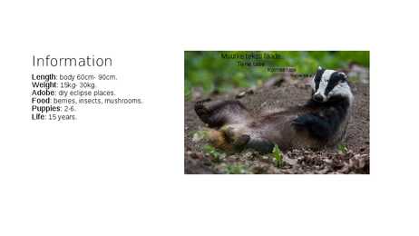 Animals in Estonian forest #5
