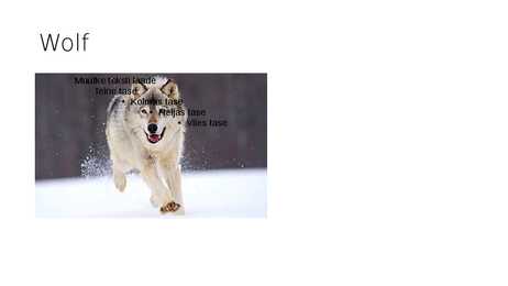 Animals in Estonian forest #6