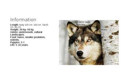 Animals in Estonian forest #7