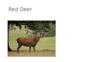 Animals in Estonian forest #8