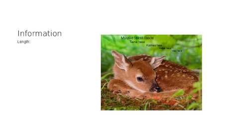 Animals in Estonian forest #9