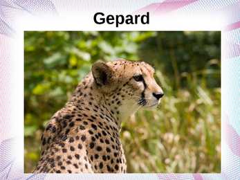 Gepard