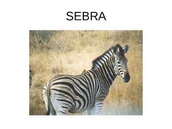 SEBRA