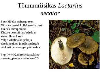Ülevaade riisikatest #12