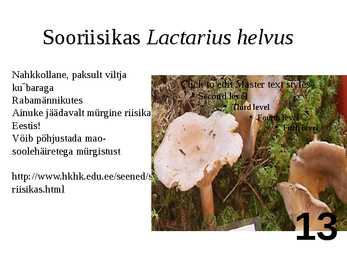 Ülevaade riisikatest #13