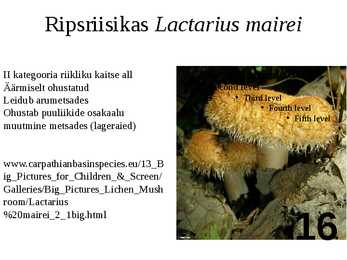 Ülevaade riisikatest #16