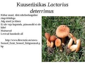 Ülevaade riisikatest #7