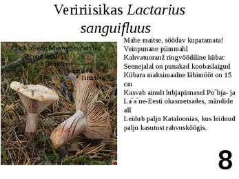 Ülevaade riisikatest #8