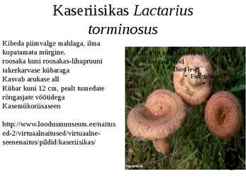 Ülevaade riisikatest #9