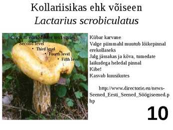 Ülevaade riisikatest #10