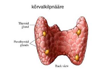 Endokriinnäärmed e-sisenõrenäärmed #13
