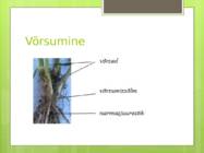 Võrsumine #7