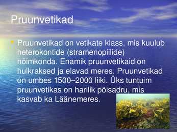 Vetikad läänemere elustikus #5