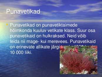 Vetikad läänemere elustikus #6