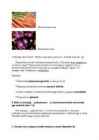 Soontaimed-bioloogia #2