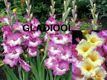 LILLED #12