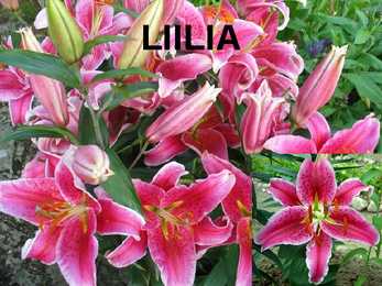 LILLED #5
