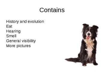 Dogs #2