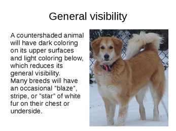 Dogs #7
